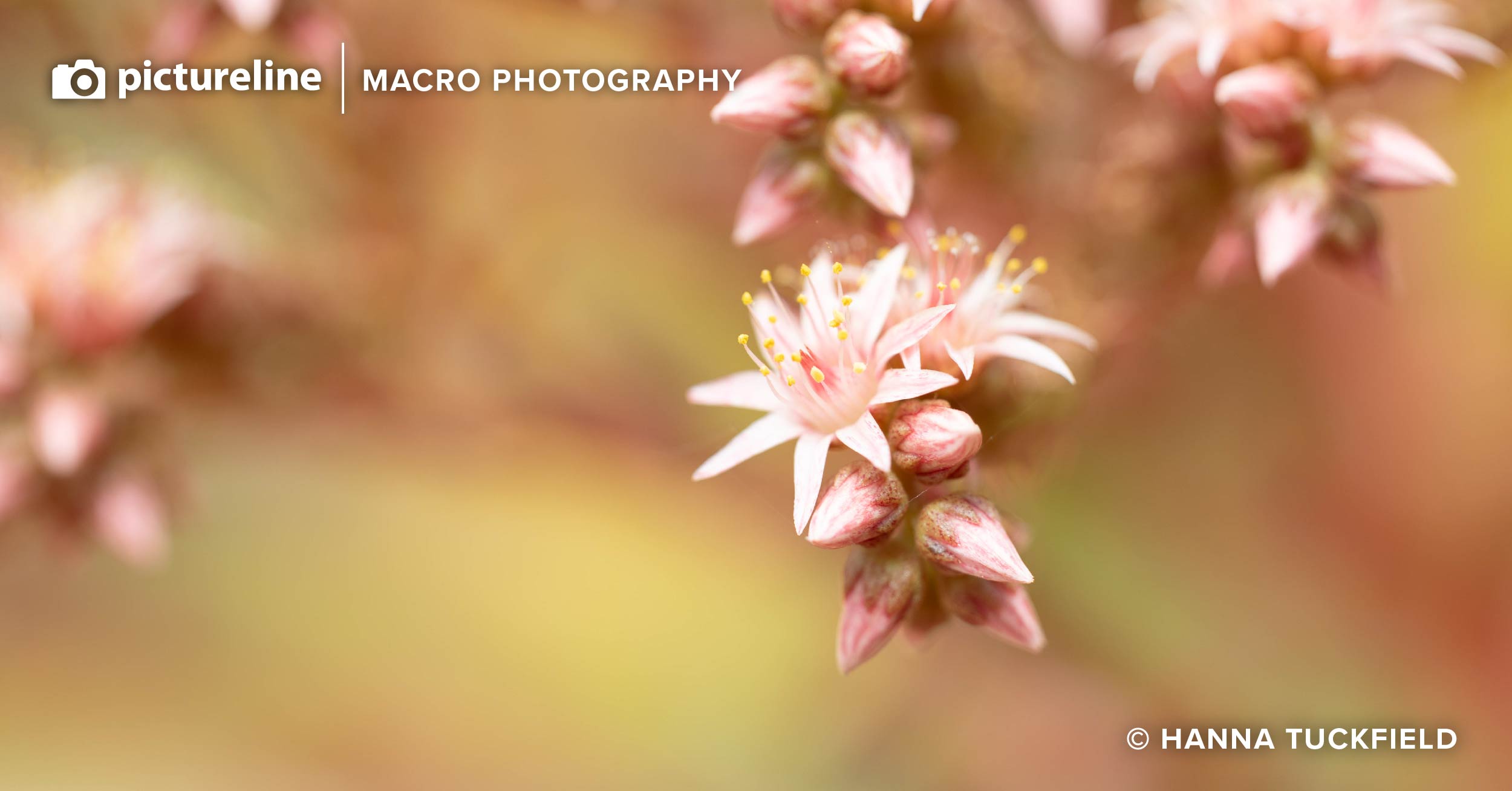 Intro to Macro Photography — Saturday, December 7th, 2024