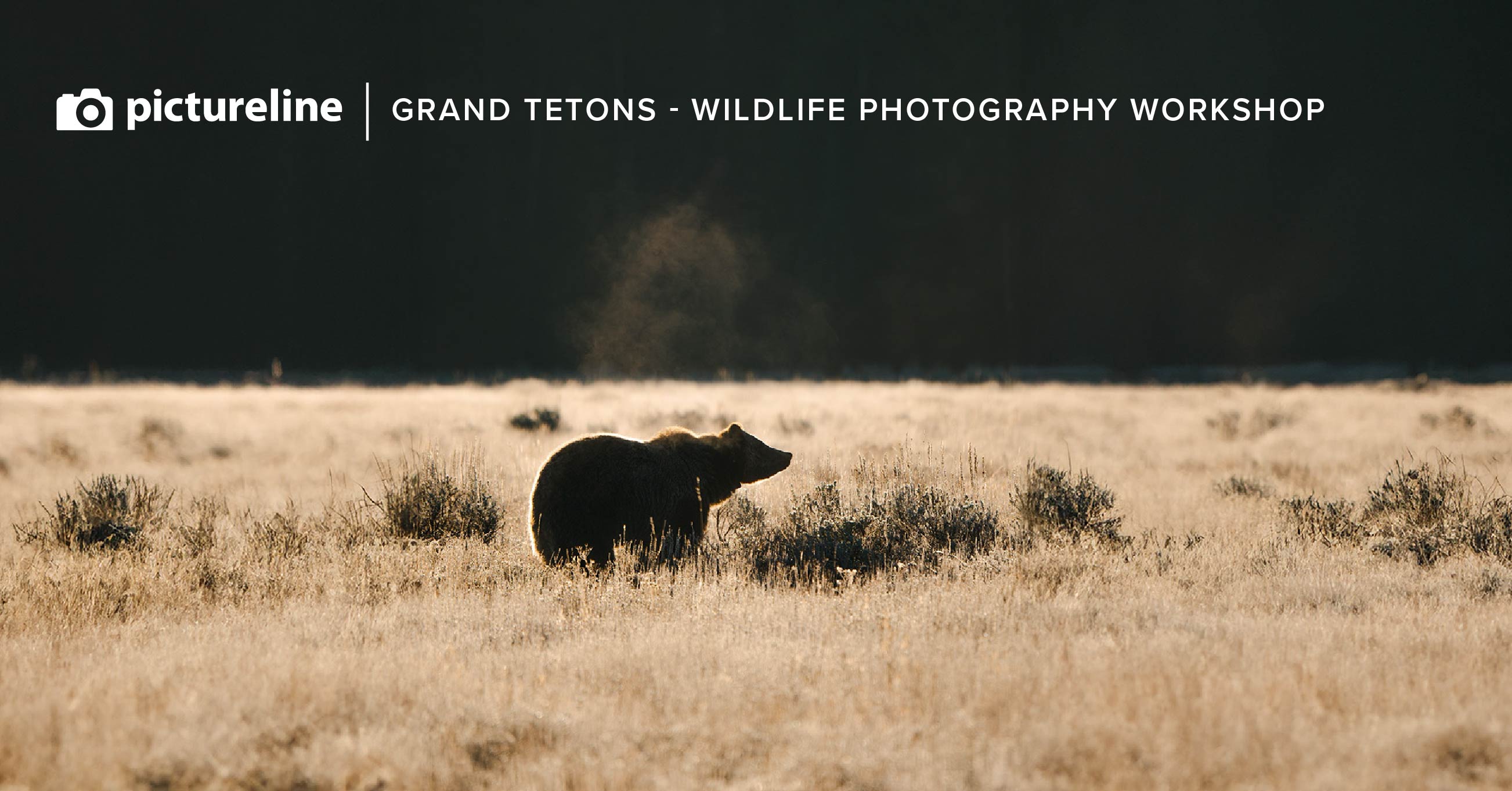 "Capture The Wild" Grand Teton National Park: Wildlife—June 9th-12th, 2025