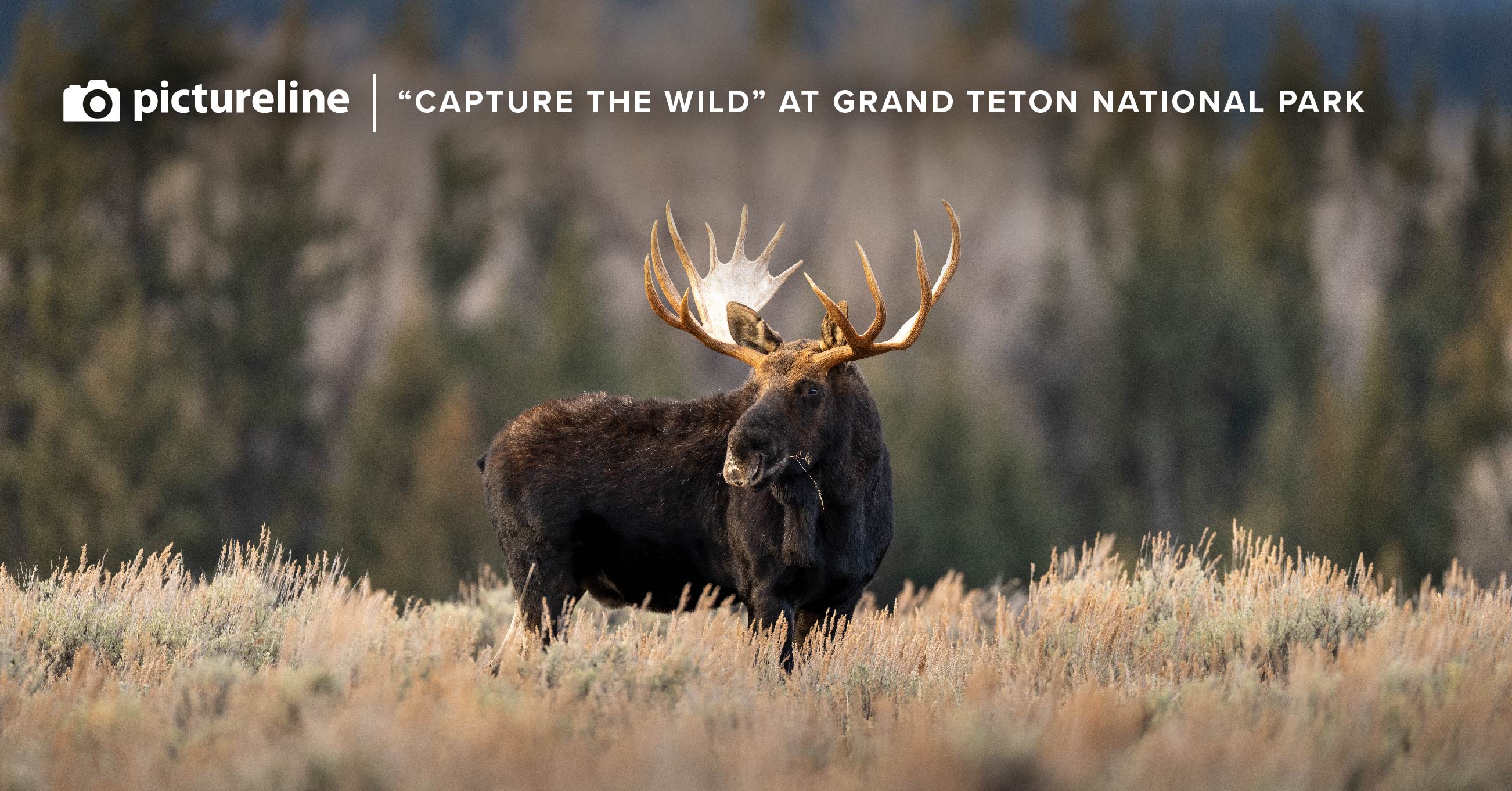 "Capture The Wild" in Grand Teton National Park – October 9th-12th, 2024